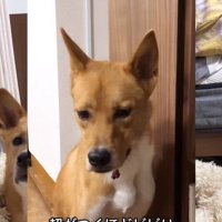 ビビりな明智くん