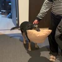 「おやすみ」とナデナデ