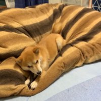 飼い主さんのベッドでまったり♪