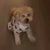 舌をぺろりと出す犬