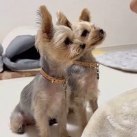 おやつをもらったとき