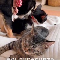 眠る子猫