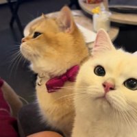 圧すらも可愛い♡