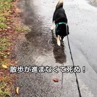 水たまりに興味津々のくろまめ君3