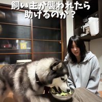 ご飯を食べる犬