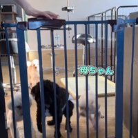 はるちゃん＆なつちゃんのお迎え6