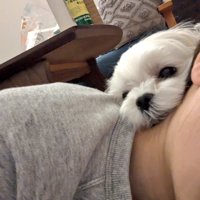 ちょこん
