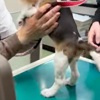 診察台の上に乗せると…