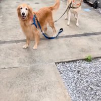 待機する2匹の大型犬