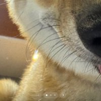 うみくんの鼻のアップ