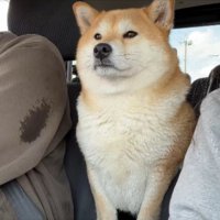 ひょっこり