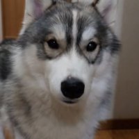 カメラ目線のハスキー