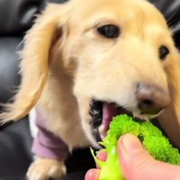 ブロッコリーを食べるくぅちゃん