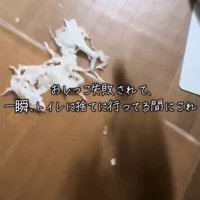 破れた紙が散らばる床と走り抜ける犬の影