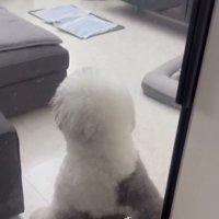 ドアの前に座るポン太くん3