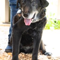 笑顔でカメラの前に座る犬