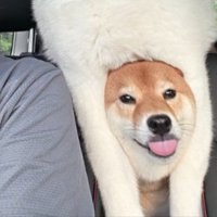 顔ハメ