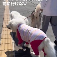 アランちゃんと同居犬たち2