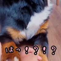 音にビックリするマロンちゃん