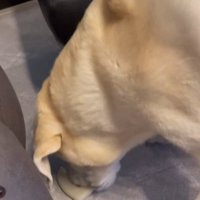 おもちゃを取ってほしそうなきぬちゃん9