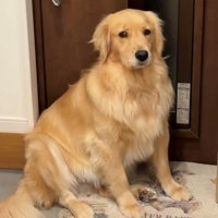 目配せしているような犬