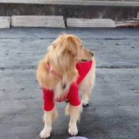 「パパ、どこ？」とキョロキョロ