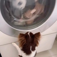お気に入りのおもちゃが…