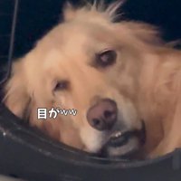 モコちゃんの寝起きの瞬間6