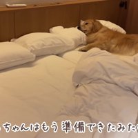 おからちゃん、就寝