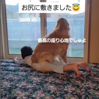 女の子の上に乗る大型犬