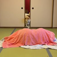らんまるくんが突撃！！