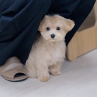 飼い主の足の間からカメラを見上げる犬