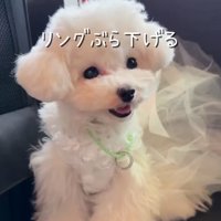 リングを首にぶら下げる犬