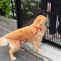 出てきてくれた和尚さんと大型犬