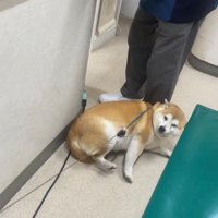 足元でゴロンと寝転ぶ犬