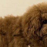 こちらを見つめる犬