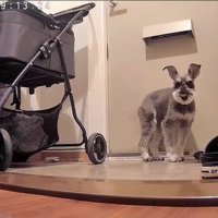 玄関で待機中のぷく君ともち君2