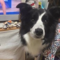 おしゃべりボタンを練習中の中型犬