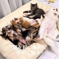ひとつのクッションにぎゅっ