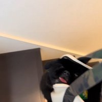 お手々が階段に当たってぺよん♪