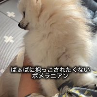 抱っこを嫌がるすのぅちゃん2