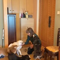 柴犬4匹の熱烈歓迎7