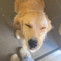 目を細めて、帰宅した飼い主を見上げる犬