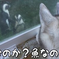 「これは魚？鳥？」