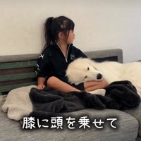 膝枕してもらう犬