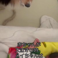 泣いている赤ちゃんの隣に座る犬