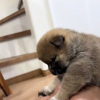 パパの顔の上に乗る子犬
