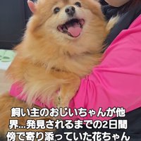 女性に抱っこされながら、笑顔でカメラを見つめる犬