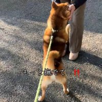撫でてほしい柴犬さん