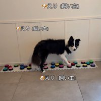 飼い主さんを呼び続けるサンゴくん5